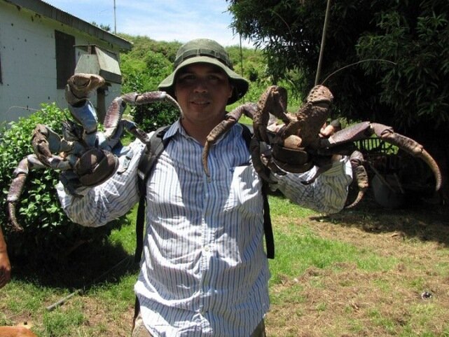 Sổ tay du lịch so tay du lich Sotaydulich Sotay Dulich Khampha Kham Pha Bui Coconut crab Cua dừa khổng lồ