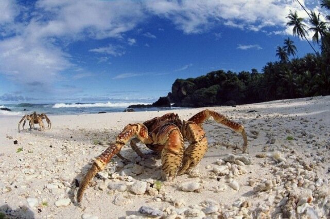 Sổ tay du lịch so tay du lich Sotaydulich Sotay Dulich Khampha Kham Pha Bui Coconut crab Cua dừa khổng lồ