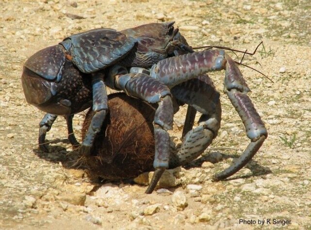 Sổ tay du lịch so tay du lich Sotaydulich Sotay Dulich Khampha Kham Pha Bui Coconut crab Cua dừa khổng lồ