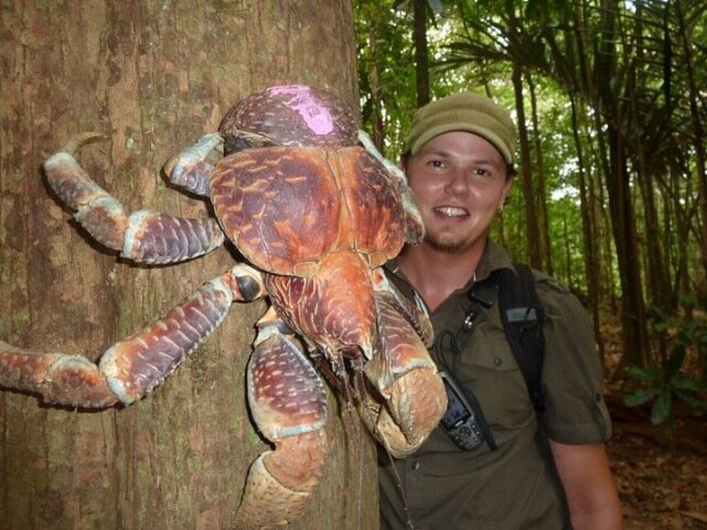 Sổ tay du lịch so tay du lich Sotaydulich Sotay Dulich Khampha Kham Pha Bui Coconut crab Cua dừa khổng lồ