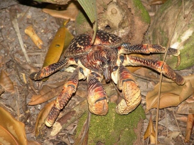 Sổ tay du lịch so tay du lich Sotaydulich Sotay Dulich Khampha Kham Pha Bui Coconut crab Cua dừa khổng lồ