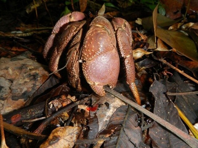 Sổ tay du lịch so tay du lich Sotaydulich Sotay Dulich Khampha Kham Pha Bui Coconut crab Cua dừa khổng lồ