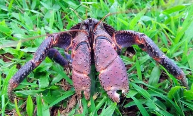 Sổ tay du lịch so tay du lich Sotaydulich Sotay Dulich Khampha Kham Pha Bui Coconut crab Cua dừa khổng lồ