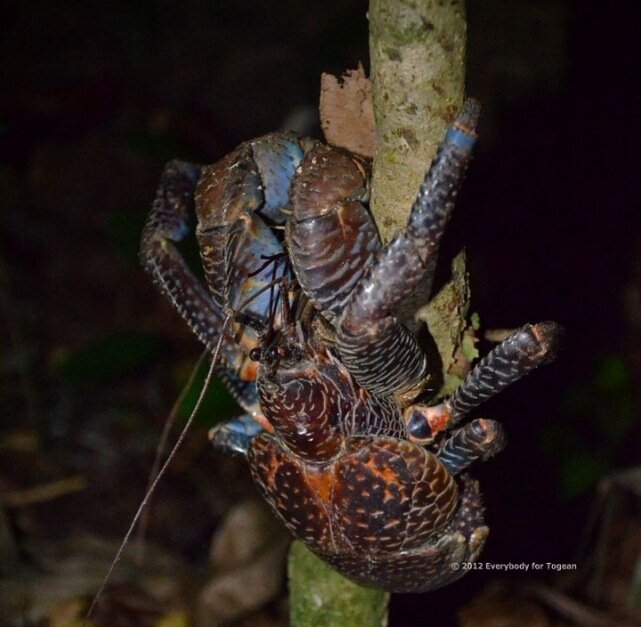 Sổ tay du lịch so tay du lich Sotaydulich Sotay Dulich Khampha Kham Pha Bui Coconut crab Cua dừa khổng lồ