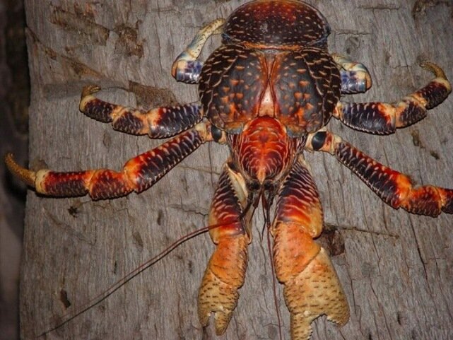 Sổ tay du lịch so tay du lich Sotaydulich Sotay Dulich Khampha Kham Pha Bui Coconut crab Cua dừa khổng lồ