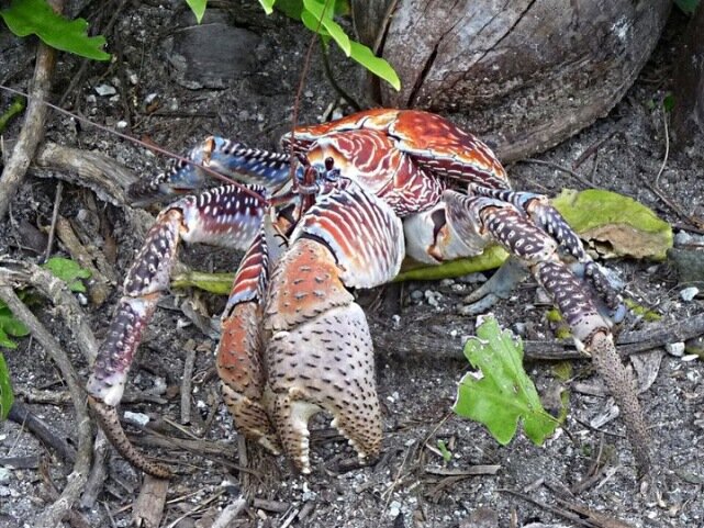 Sổ tay du lịch so tay du lich Sotaydulich Sotay Dulich Khampha Kham Pha Bui Coconut crab Cua dừa khổng lồ