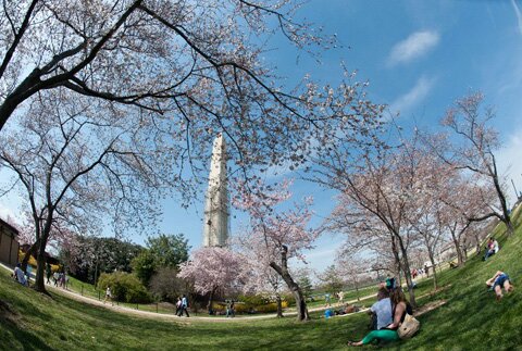 Sổ tay du lịch so tay du lich Sotaydulich Sotay Dulich Khampha Kham Pha Bui Hoa anh đào nở thắm trời Washington