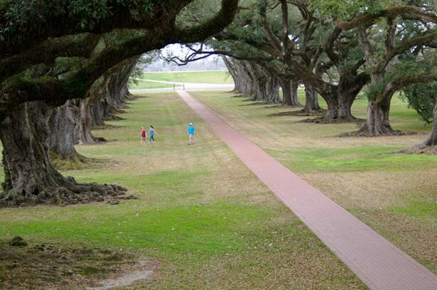  Sổ tay du lịch so tay du lich Sotaydulich Sotay Dulich Khampha Kham Pha Bui Tới Oak Alley Plantation xem cây sồi trăm tuổi