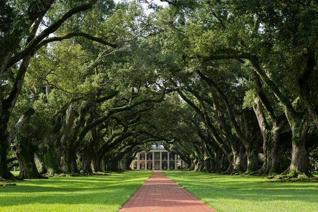  Sổ tay du lịch so tay du lich Sotaydulich Sotay Dulich Khampha Kham Pha Bui Tới Oak Alley Plantation xem cây sồi trăm tuổi