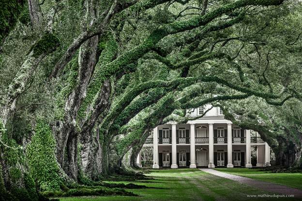  Sổ tay du lịch so tay du lich Sotaydulich Sotay Dulich Khampha Kham Pha Bui Tới Oak Alley Plantation xem cây sồi trăm tuổi