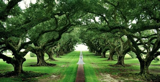  Sổ tay du lịch so tay du lich Sotaydulich Sotay Dulich Khampha Kham Pha Bui Tới Oak Alley Plantation xem cây sồi trăm tuổi