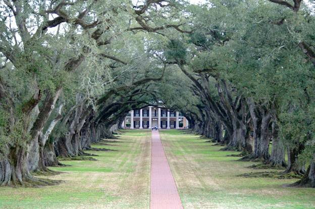  Sổ tay du lịch so tay du lich Sotaydulich Sotay Dulich Khampha Kham Pha Bui Tới Oak Alley Plantation xem cây sồi trăm tuổi