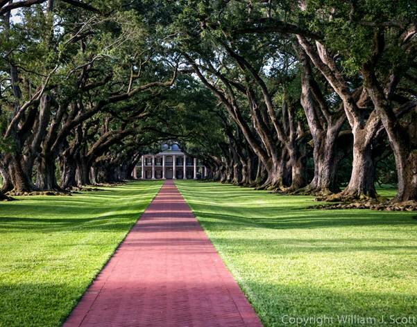  Sổ tay du lịch so tay du lich Sotaydulich Sotay Dulich Khampha Kham Pha Bui Tới Oak Alley Plantation xem cây sồi trăm tuổi