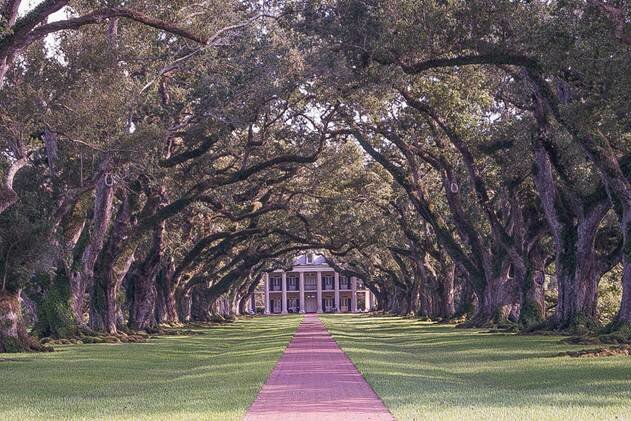  Sổ tay du lịch so tay du lich Sotaydulich Sotay Dulich Khampha Kham Pha Bui Tới Oak Alley Plantation xem cây sồi trăm tuổi