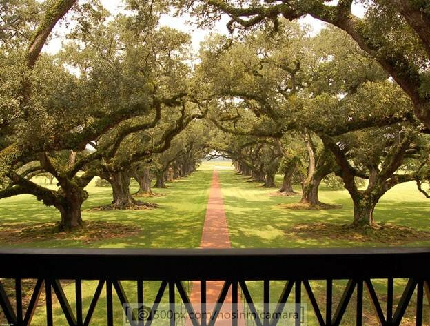  Sổ tay du lịch so tay du lich Sotaydulich Sotay Dulich Khampha Kham Pha Bui Tới Oak Alley Plantation xem cây sồi trăm tuổi