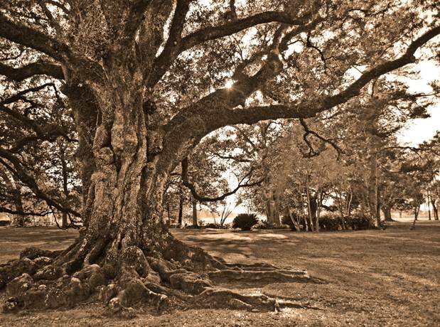  Sổ tay du lịch so tay du lich Sotaydulich Sotay Dulich Khampha Kham Pha Bui Tới Oak Alley Plantation xem cây sồi trăm tuổi