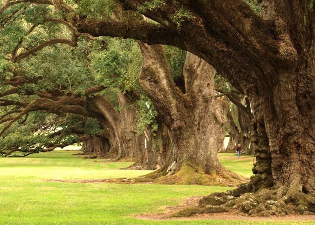  Sổ tay du lịch so tay du lich Sotaydulich Sotay Dulich Khampha Kham Pha Bui Tới Oak Alley Plantation xem cây sồi trăm tuổi