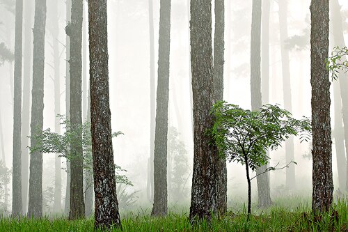 Sổ tay du lịch so tay du lich Sotaydulich Sotay Dulich Khampha Kham Pha Bui Đà Lạt tiên cảnh trong sương