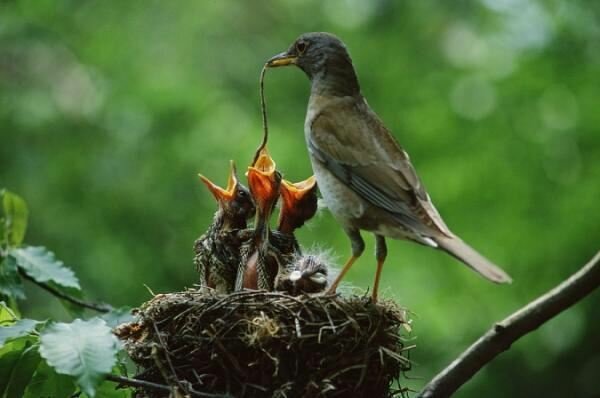 Sổ tay du lịch so tay du lich Sotaydulich Sotay Dulich Khampha Kham Pha Bui Hình ảnh thú vị về loài chim