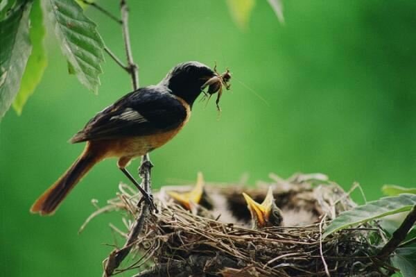 Sổ tay du lịch so tay du lich Sotaydulich Sotay Dulich Khampha Kham Pha Bui Hình ảnh thú vị về loài chim