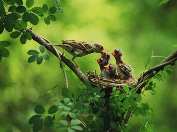 Sổ tay du lịch so tay du lich Sotaydulich Sotay Dulich Khampha Kham Pha Bui Hình ảnh thú vị về loài chim