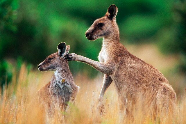 Sổ tay du lịch so tay du lich Sotaydulich Sotay Dulich Khampha Kham Pha Bui Kangaroo biểu tượng Australia