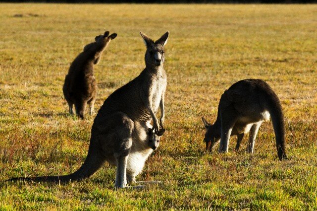 Sổ tay du lịch so tay du lich Sotaydulich Sotay Dulich Khampha Kham Pha Bui Kangaroo biểu tượng Australia