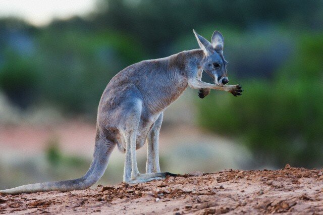 Sổ tay du lịch so tay du lich Sotaydulich Sotay Dulich Khampha Kham Pha Bui Kangaroo biểu tượng Australia