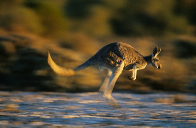 Sổ tay du lịch so tay du lich Sotaydulich Sotay Dulich Khampha Kham Pha Bui Kangaroo biểu tượng Australia