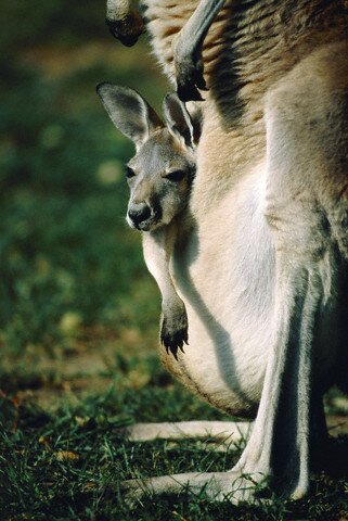 Sổ tay du lịch so tay du lich Sotaydulich Sotay Dulich Khampha Kham Pha Bui Kangaroo biểu tượng Australia