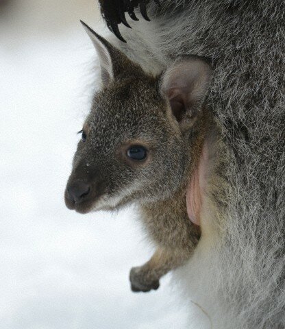 Sổ tay du lịch so tay du lich Sotaydulich Sotay Dulich Khampha Kham Pha Bui Kangaroo biểu tượng Australia