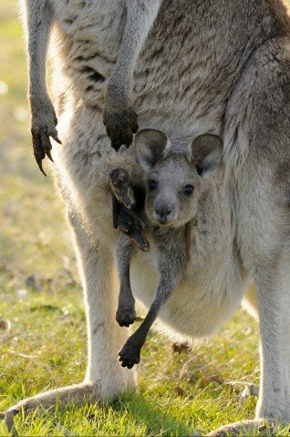 Sổ tay du lịch so tay du lich Sotaydulich Sotay Dulich Khampha Kham Pha Bui Kangaroo biểu tượng Australia