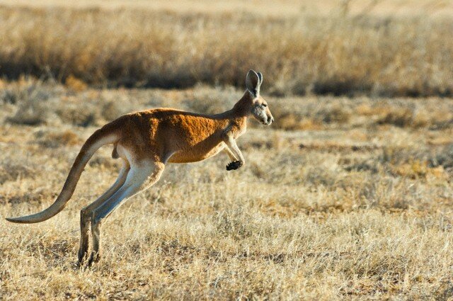 Sổ tay du lịch so tay du lich Sotaydulich Sotay Dulich Khampha Kham Pha Bui Kangaroo biểu tượng Australia