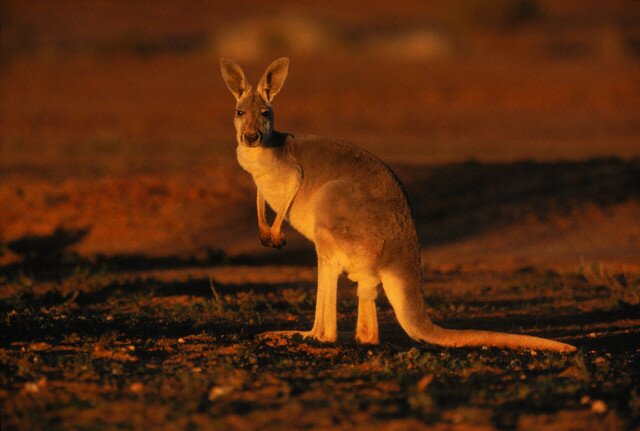 Sổ tay du lịch so tay du lich Sotaydulich Sotay Dulich Khampha Kham Pha Bui Kangaroo biểu tượng Australia