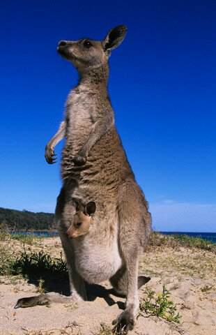 Sổ tay du lịch so tay du lich Sotaydulich Sotay Dulich Khampha Kham Pha Bui Kangaroo biểu tượng Australia