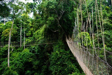 Sổ tay du lịch so tay du lich Sotaydulich Sotay Dulich Khampha Kham Pha Bui Cầu khỉ Việt Nam lọt top những cây cầu đáng sợ nhất