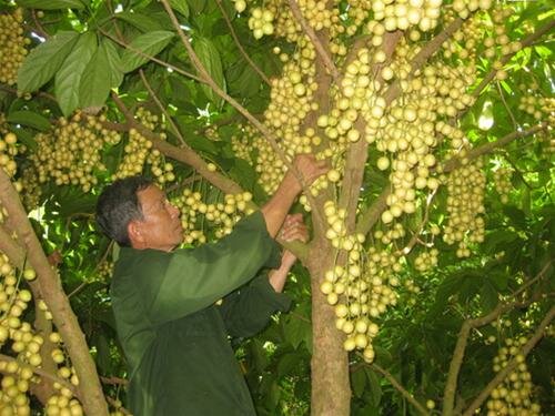 Sổ tay du lịch so tay du lich Sotaydulich Sotay Dulich Khampha Kham Pha Bui Phong Điền ấn tượng một mùa dâu