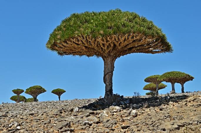 Sổ tay du lịch so tay du lich Sotaydulich Sotay Dulich Khampha Kham Pha Bui Huyết rồng ở Socotra