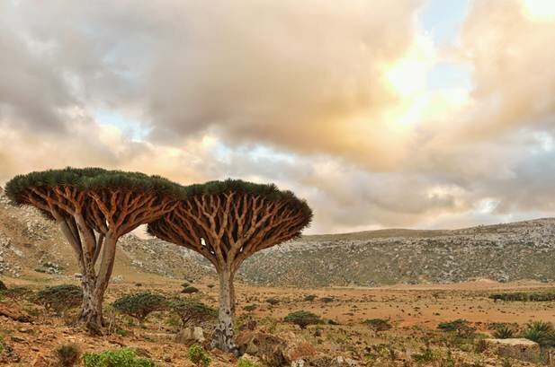 Sổ tay du lịch so tay du lich Sotaydulich Sotay Dulich Khampha Kham Pha Bui Huyết rồng ở Socotra