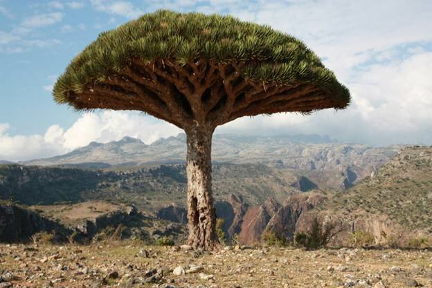 Sổ tay du lịch so tay du lich Sotaydulich Sotay Dulich Khampha Kham Pha Bui Huyết rồng ở Socotra