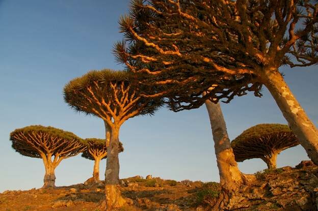 Sổ tay du lịch so tay du lich Sotaydulich Sotay Dulich Khampha Kham Pha Bui Huyết rồng ở Socotra