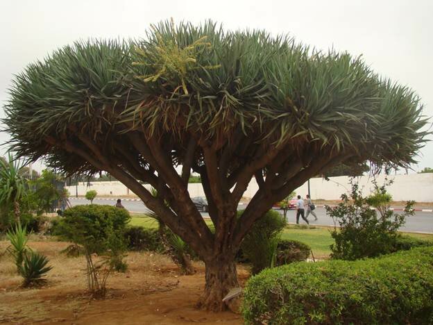 Sổ tay du lịch so tay du lich Sotaydulich Sotay Dulich Khampha Kham Pha Bui Huyết rồng ở Socotra