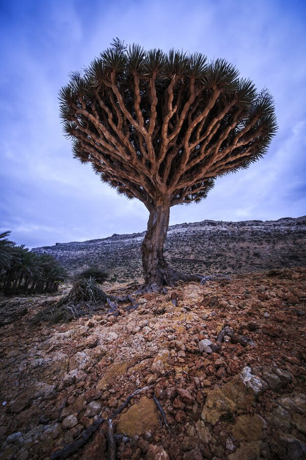 Sổ tay du lịch so tay du lich Sotaydulich Sotay Dulich Khampha Kham Pha Bui Huyết rồng ở Socotra