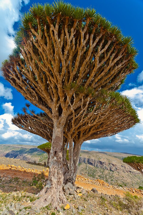 Sổ tay du lịch so tay du lich Sotaydulich Sotay Dulich Khampha Kham Pha Bui Huyết rồng ở Socotra