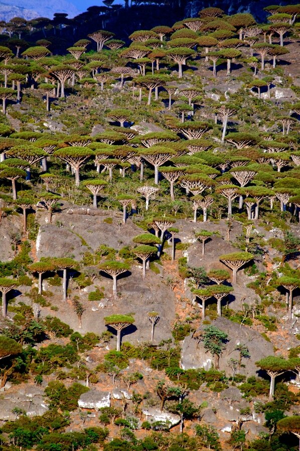 Sổ tay du lịch so tay du lich Sotaydulich Sotay Dulich Khampha Kham Pha Bui Huyết rồng ở Socotra