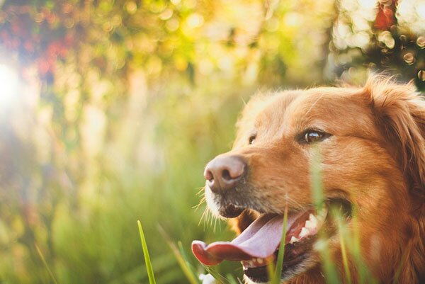 Sổ tay du lịch so tay du lich Sotaydulich Sotay Dulich Khampha Kham Pha Bui Tuyệt đẹp với bộ ảnh chú chó của Nữ nhiếp ảnh gia trẻ