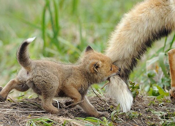 Sổ tay du lịch so tay du lich Sotaydulich Sotay Dulich Khampha Kham Pha Bui Những con vật baby ngộ nghĩnh