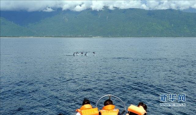 Sổ tay du lịch so tay du lich Sotaydulich Sotay Dulich Khampha Kham Pha Bui Ngắm cá heo trên biển Thái Bình Dương