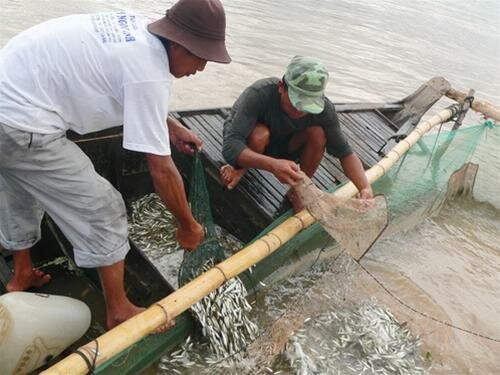 Sổ tay du lịch so tay du lich Sotaydulich Sotay Dulich Khampha Kham Pha Bui Cá linh kho bứa