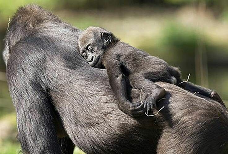 Sổ tay du lịch so tay du lich Sotaydulich Sotay Dulich Khampha Kham Pha Bui Khoảnh khắc đáng yêu trong thế giới động vật